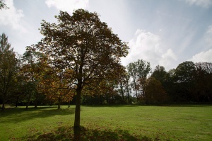 Projectontwikkelaar