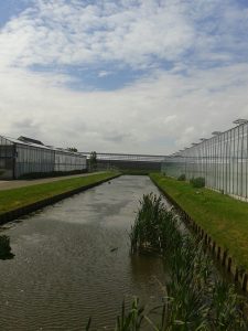 Glastuinbouw